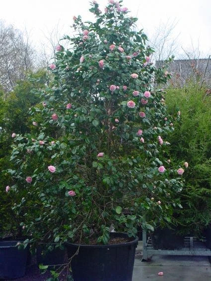 Camelia (Camellia, Rose) 2 Camelia (Camellia, Rose) - Afbeelding 2
