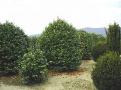 Camelia (Camellia, Rood) -AOS Hoera Winkel 20120220113515 24 12 12