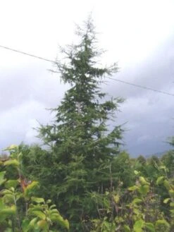 Libanonceder (Cedrus Libani) -AOS Hoera Winkel 20120220143307 17