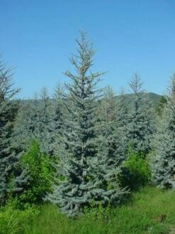 Atlasceder (Cedrus Libani 'Glauca') 13 Atlasceder (Cedrus Libani 'Glauca') -AOS Hoera Winkel 20120220143808 23