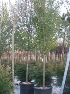 Judasboom (Cercis Siliquastrum) 15 Judasboom (Cercis Siliquastrum) -AOS Hoera Winkel 20120220144824 10