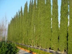 Italiaanse Cypres (Cupressus Sempervirens 'Stricta') 25 Italiaanse Cypres (Cupressus Sempervirens 'Stricta') -AOS Hoera Winkel 20120220154406 15