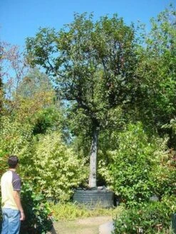 Kaki (Diospyros Kaki) 13 Kaki (Diospyros Kaki) -AOS Hoera Winkel 20120220155112 8