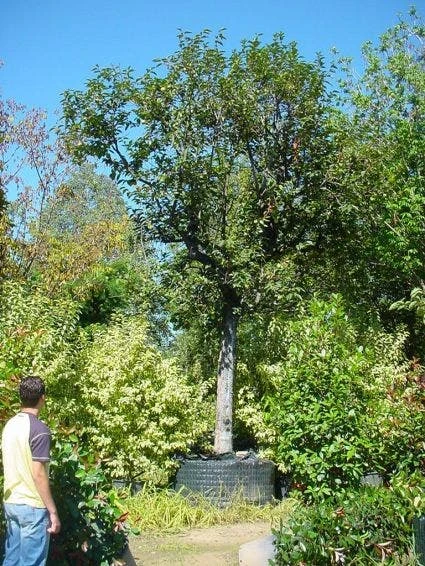 Kaki (Diospyros Kaki) 3 Kaki (Diospyros Kaki) - Afbeelding 3