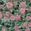 Skimmia (Skimmia Japonica 'Rubella')