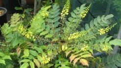 Mahoniestruik (Mahonia Media 'Winter Sun') -AOS Hoera Winkel 20120225093859 11