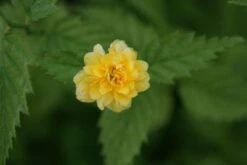 Ranonkelstruik (Kerria Japonica 'Pleniflora') -AOS Hoera Winkel 20120225100433 25 5