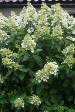 Pluimhortensia (Hydrangea Paniculata 'Unique')