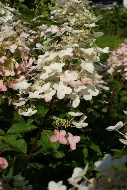 Pluimhortensia (Hydrangea Paniculata 'Unique') 5 Pluimhortensia (Hydrangea Paniculata 'Unique') - Afbeelding 5