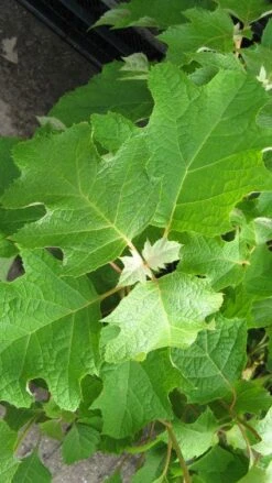 Eikenbladhortensia (Hydrangea Quercifolia) -AOS Hoera Winkel 20120225121709 6