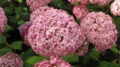 Hortensia (Hydrangea 'Pink Annabelle') -AOS Hoera Winkel 20120225121833 1