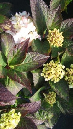 Hortensia (Hydrangea 'Preziosa') 8 Hortensia (Hydrangea 'Preziosa') -AOS Hoera Winkel 20120225171730 2