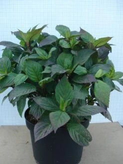 Hortensia (Hydrangea 'Preziosa') 9 Hortensia (Hydrangea 'Preziosa') -AOS Hoera Winkel 20120305135330 2