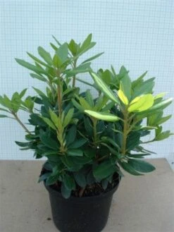 Rhododendron (Rhododendron Catawbiense 'Grandiflorum') 17 Rhododendron (Rhododendron Catawbiense 'Grandiflorum') -AOS Hoera Winkel 20120305135657 13