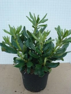 Rhododendron (Rhododendron 'Nova Zembla') 12 Rhododendron (Rhododendron 'Nova Zembla') -AOS Hoera Winkel 20120305140253 7