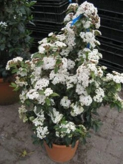 Groenblijvende Sneeuwbal (Viburnum Tinus 'Eve Price') -AOS Hoera Winkel 20120821145045 50 10