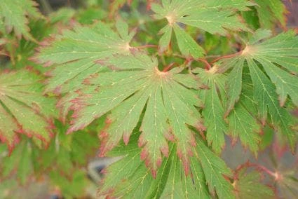 Japanse Esdoorn (Acer Japonicum 'Aconitifolium') 2 Japanse Esdoorn (Acer Japonicum 'Aconitifolium') - Afbeelding 2