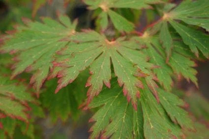 Japanse Esdoorn (Acer Japonicum 'Aconitifolium') 6 Japanse Esdoorn (Acer Japonicum 'Aconitifolium') - Afbeelding 6