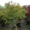 Japanse Esdoorn (Acer Japonicum 'Aconitifolium')