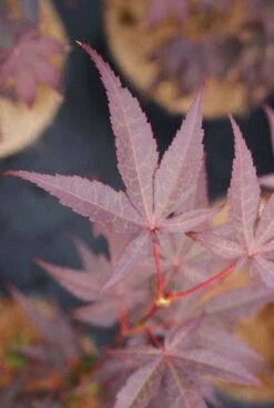 Japanse Esdoorn (Acer Palmatum 'Bloodgood') -AOS Hoera Winkel 20121003154430 12