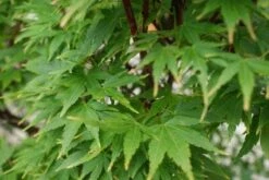 Japanse Esdoorn (Acer Palmatum 'Sangokaku') 19 Japanse Esdoorn (Acer Palmatum 'Sangokaku') -AOS Hoera Winkel 20121003155550 9