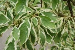 Reuzenkornoelje (Cornus Controversa 'Variegata') 24 Reuzenkornoelje (Cornus Controversa 'Variegata') -AOS Hoera Winkel 20121003162215 7