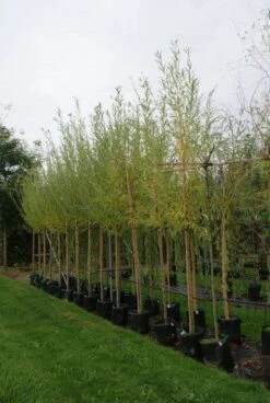 Knotwilg (Salix Alba) 14 Knotwilg (Salix Alba) -AOS Hoera Winkel 20121016132723 13