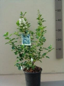 Escallonia (Escallonia 'Iveyi') -AOS Hoera Winkel 20121016144959 3