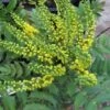 Mahoniestruik (Mahonia Media 'Charity')