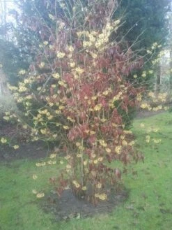 Toverhazelaar (Hamamelis Mollis) 7 Toverhazelaar (Hamamelis Mollis) -AOS Hoera Winkel 20130113140034 40 8 2