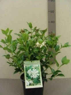 Groenblijvende Sneeuwbal (Viburnum Tinus 'Eve Price') -AOS Hoera Winkel 20130119172735 50 10