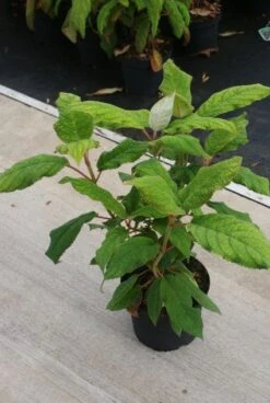Fluweelhortensia (Hydrangea Aspera 'Macrophylla') -AOS Hoera Winkel 20130121123911 6
