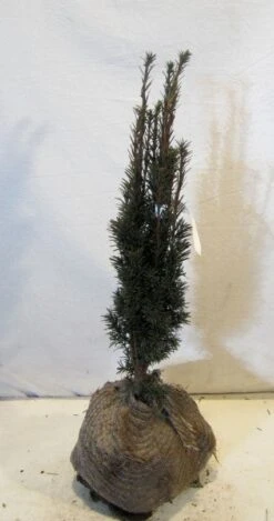 Zuiltaxus (Taxus Baccata 'Fastigiata Robusta') -AOS Hoera Winkel 20130125132756 17