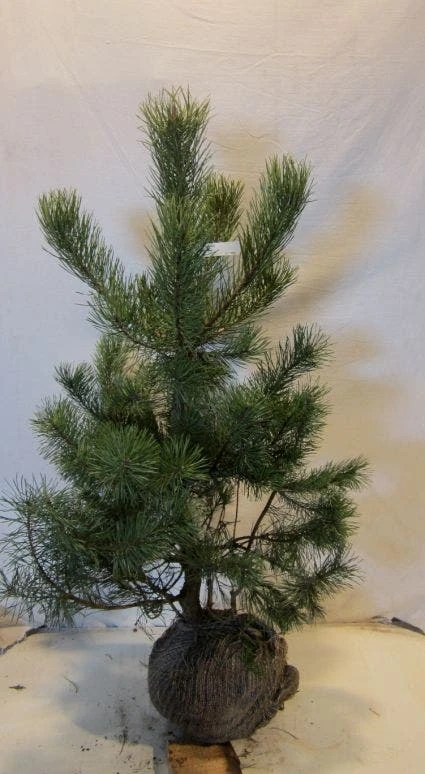 Grove Den, Solitair (Pinus Sylvestris) 4 Grove Den, Solitair (Pinus Sylvestris) - Afbeelding 4