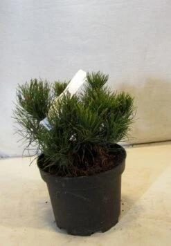 Bergden (Pinus Mugo Mughus) -AOS Hoera Winkel 20130125135845 13