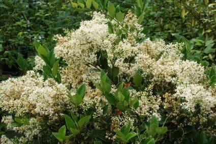 Texaanse Liguster/Liguster (Ligustrum Texanum 'Silver Star') 5 Texaanse Liguster/Liguster (Ligustrum Texanum 'Silver Star') - Afbeelding 5