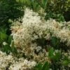 Texaanse Liguster/Liguster (Ligustrum Texanum 'Silver Star')