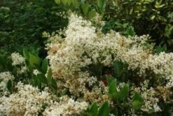 Texaanse Liguster/Liguster (Ligustrum Texanum 'Silver Star')