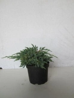 Jeneverbes (Juniperus Squamata 'Blue Carpet') -AOS Hoera Winkel 20130125154733 4