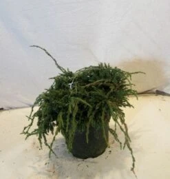 Jeneverbes (Juniperus Squamata 'Blue Carpet') -AOS Hoera Winkel 20130125154745 4