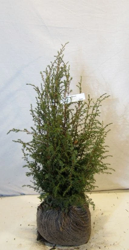 Jeneverbes (Juniperus Communis 'Suecica') 1 Jeneverbes (Juniperus Communis 'Suecica')