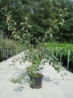 Krentenboom Als Struik (Amelanchier Lamarckii) 12 Krentenboom Als Struik (Amelanchier Lamarckii) -AOS Hoera Winkel 20130214100736 13 2