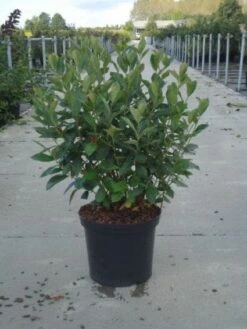 Appelbes (Aronia Melanocarpa) 6 Appelbes (Aronia Melanocarpa) -AOS Hoera Winkel 20130214100812 8 4 4