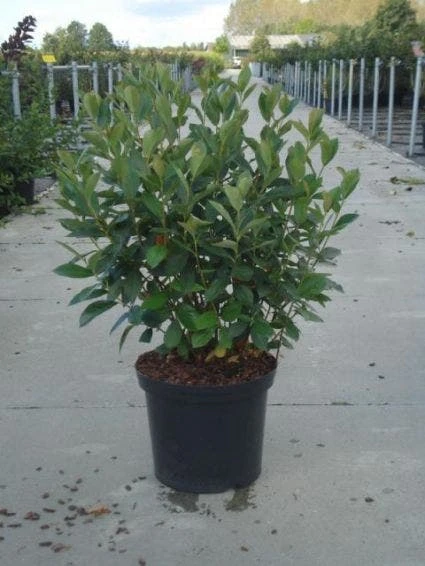 Appelbes (Aronia Melanocarpa) 3 Appelbes (Aronia Melanocarpa) - Afbeelding 3