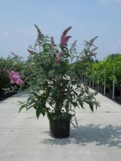 Vlinderstruik (Buddleja Davidii 'Black Knight') 15 Vlinderstruik (Buddleja Davidii 'Black Knight') -AOS Hoera Winkel 20130214101325 5