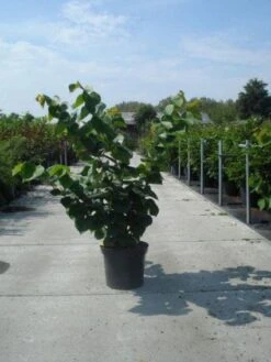 Chinese Judasboom (Cercis Chinensis 'Avondale') -AOS Hoera Winkel 20130214102822 5