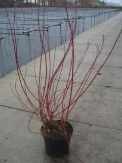 Kornoelje (Cornus Alba 'Sibirica') -AOS Hoera Winkel 20130214103537 6