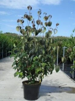 Kornoelje (Cornus Kousa 'China Girl') -AOS Hoera Winkel 20130214104328 8