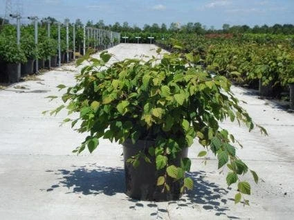 Schijnhazelaar (Corylopsis Pauciflora) 1 Schijnhazelaar (Corylopsis Pauciflora)