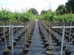 Rode Meidoorn (Crataegus Laevigata 'Paul's Scarlet') -AOS Hoera Winkel 20130214111754 14